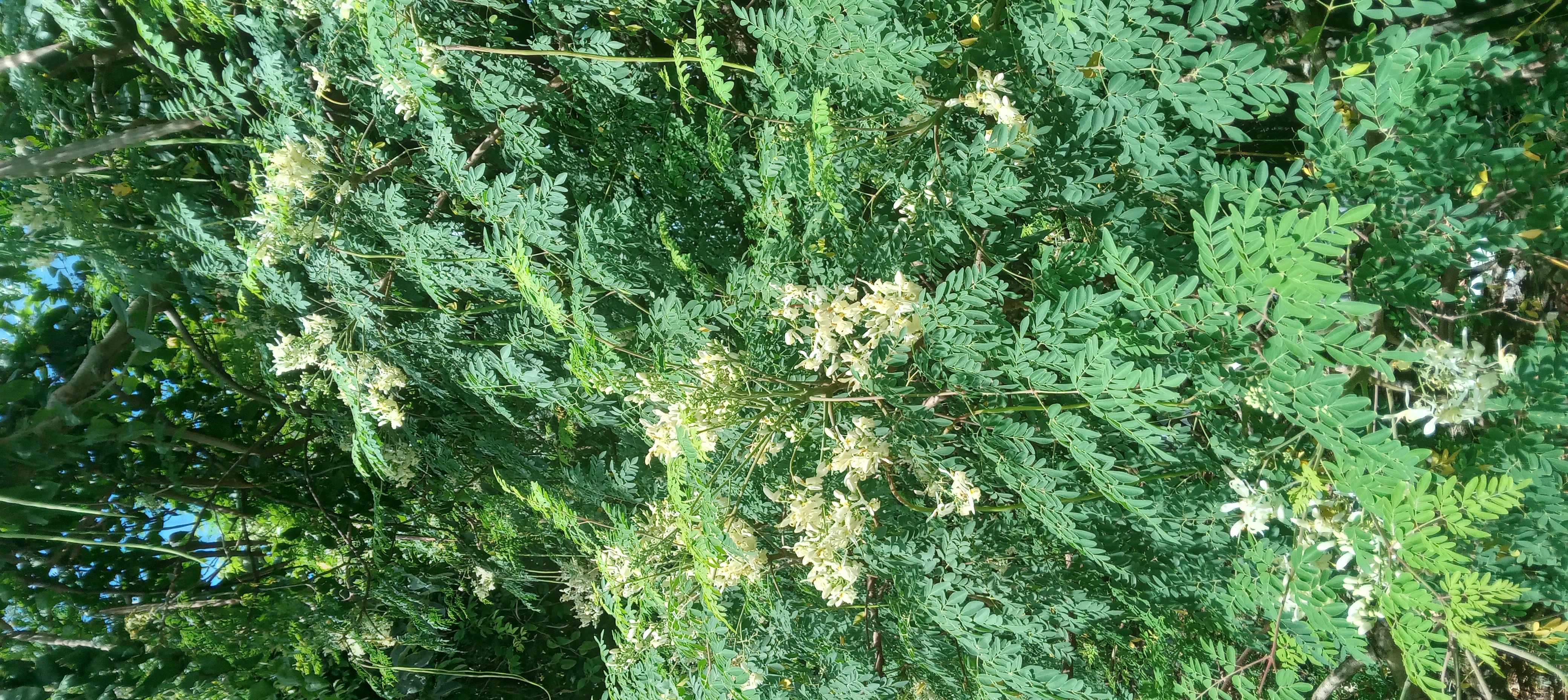 Moringa pod development on the tree