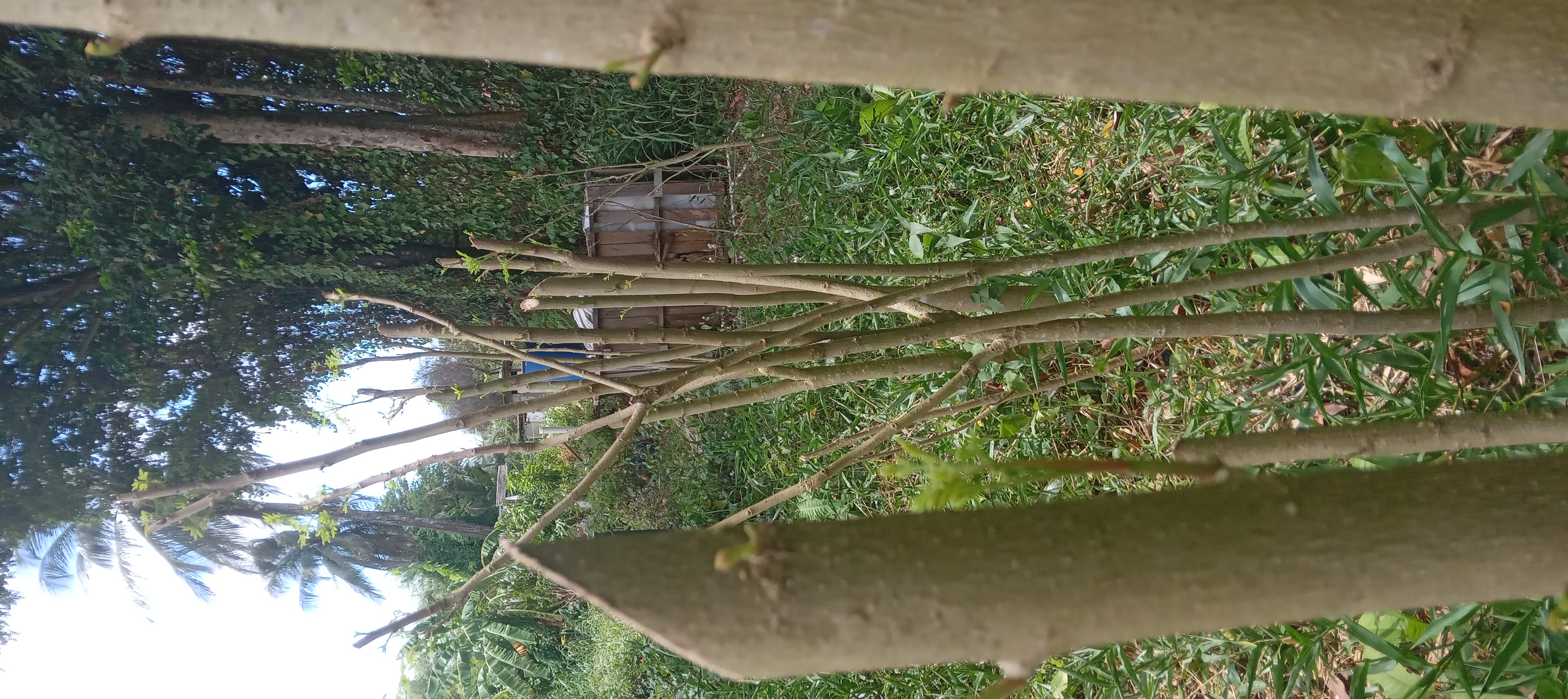Moringa tree immediately after hard pruning