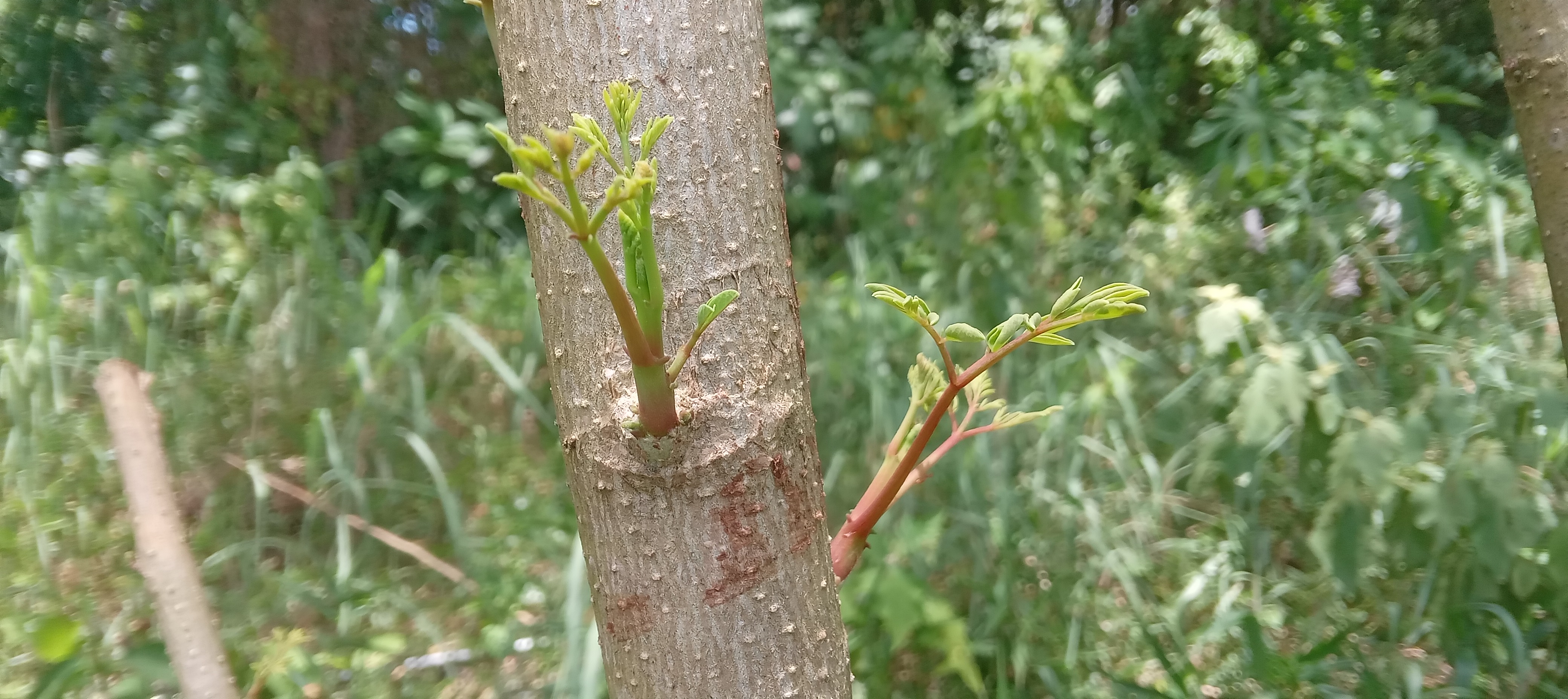 Fresh moringa shoots emerging after pruning