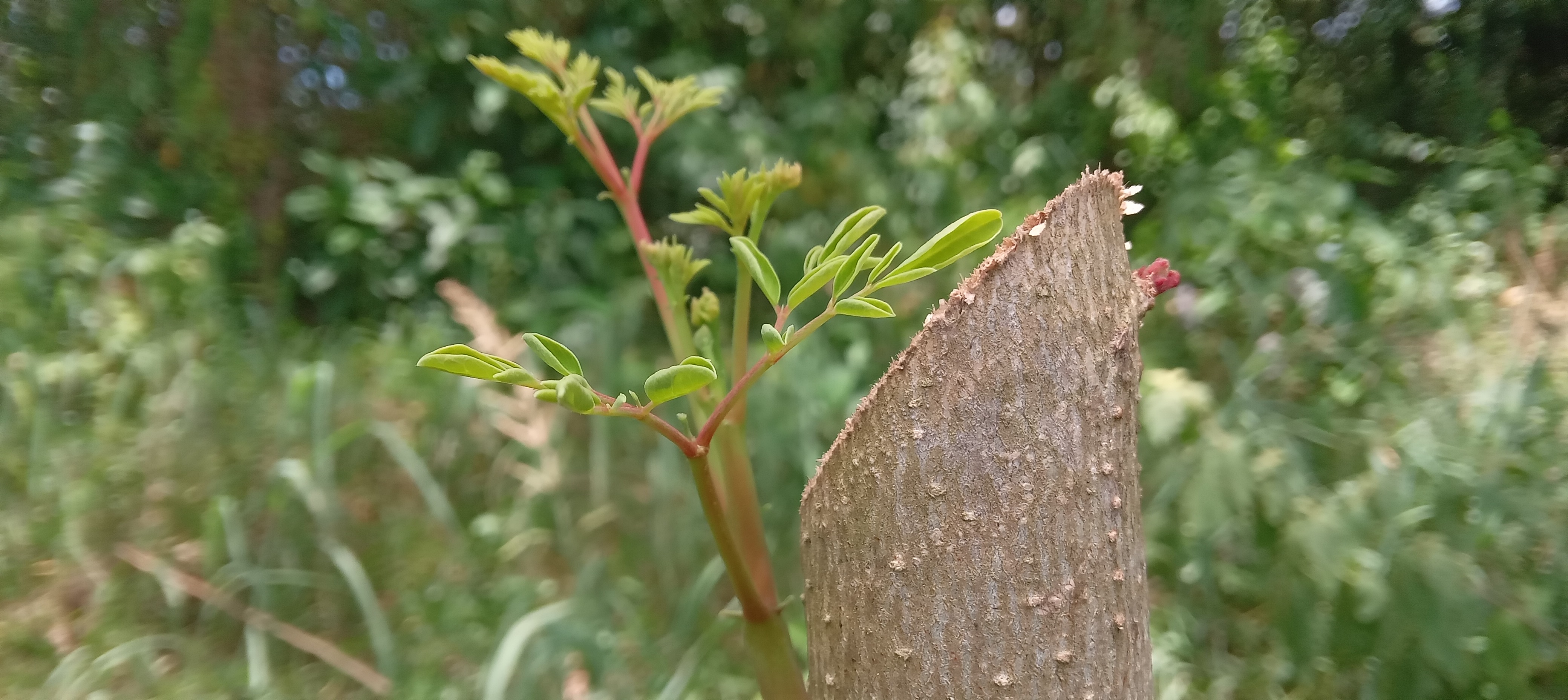 Vigorous moringa regrowth following pruning