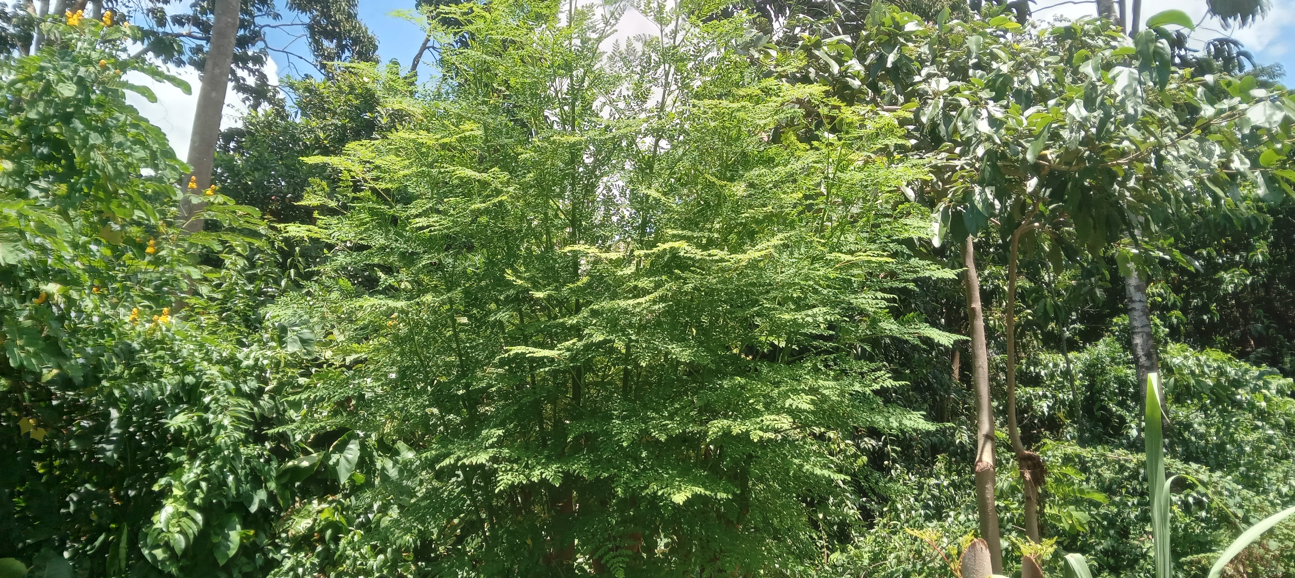 Young moringa growth in a Guyanese garden