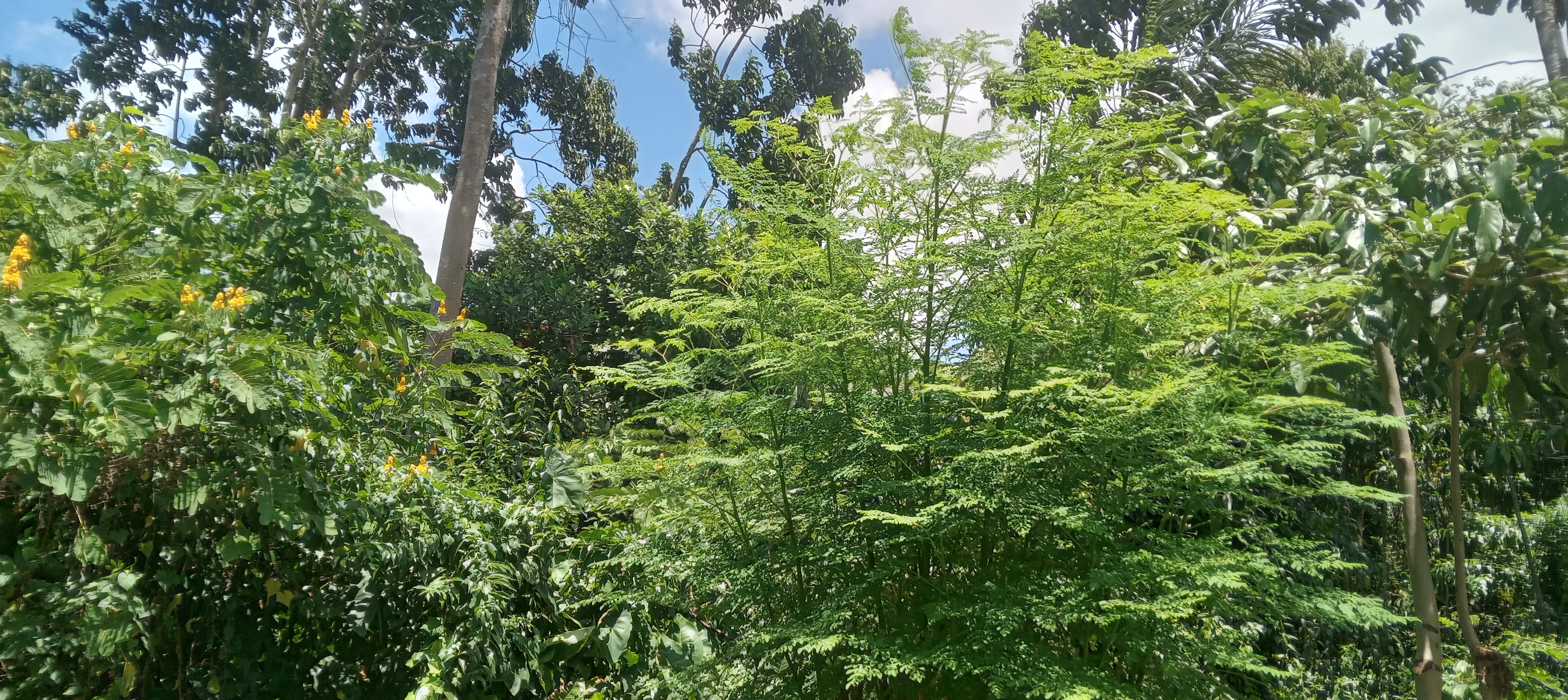 Moringa tree growing among tropical vegetation