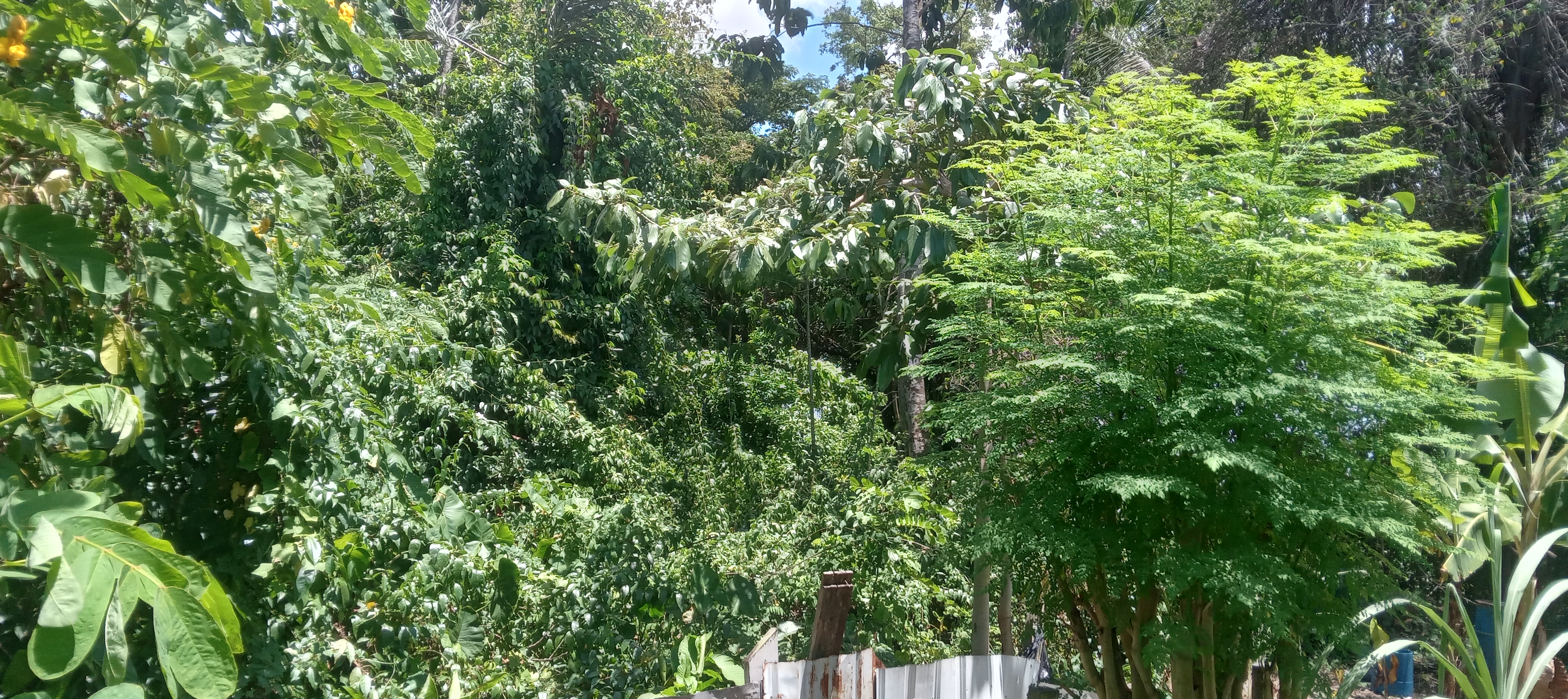 Healthy moringa foliage in Guyana