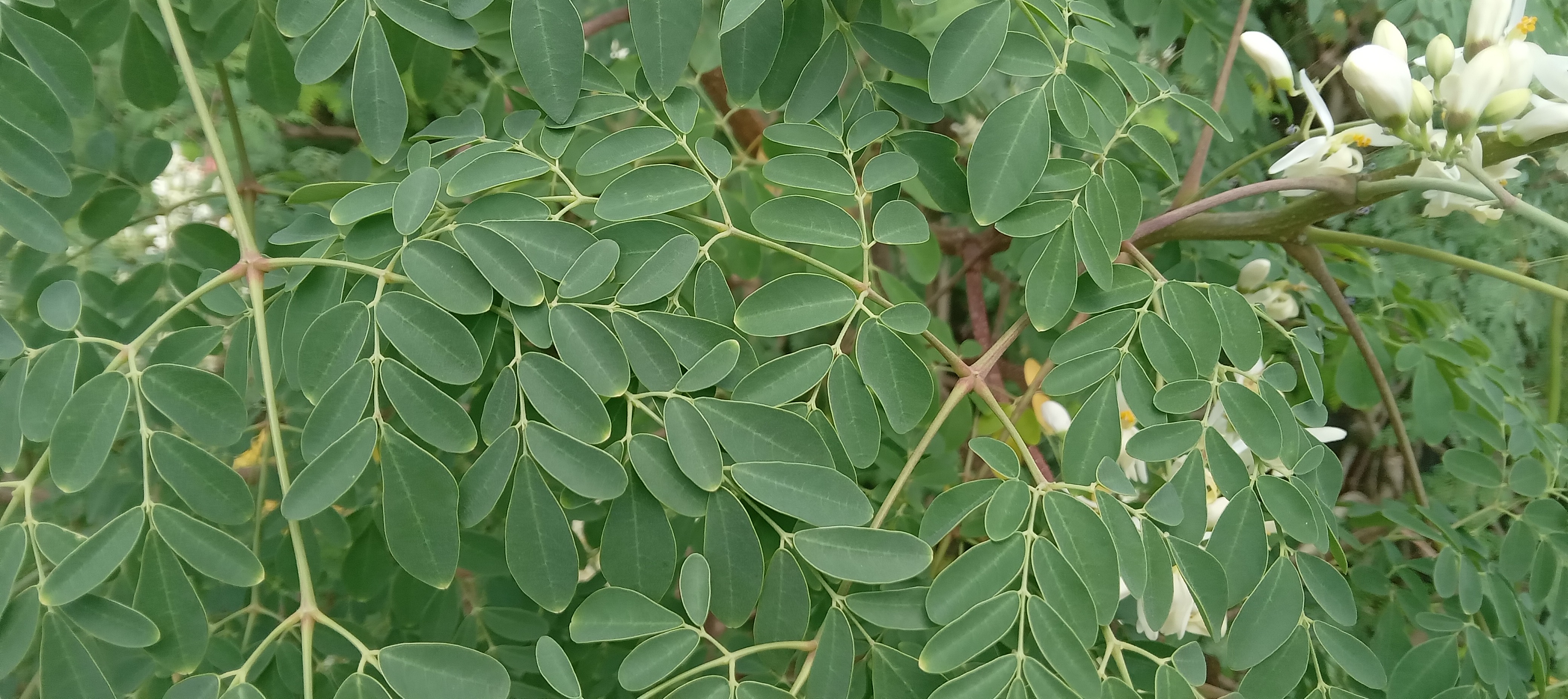Fresh moringa compound leaves
