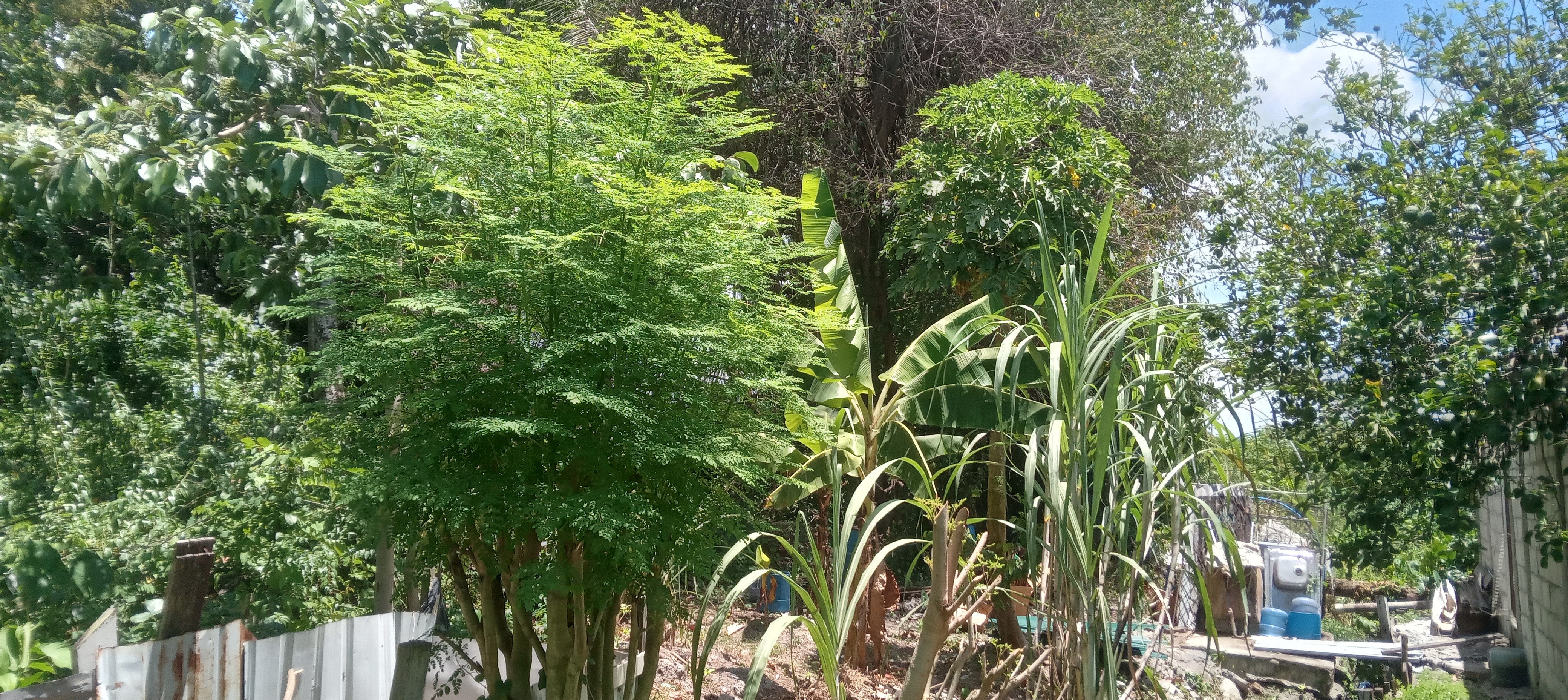 Developing moringa tree in a mixed garden