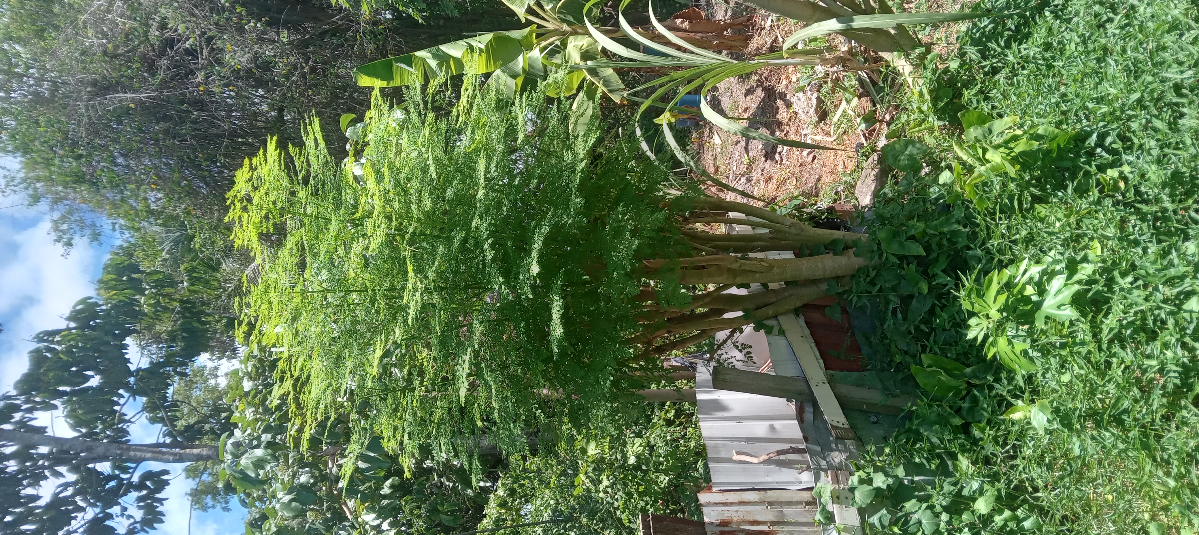 Young moringa shoot continuing to develop