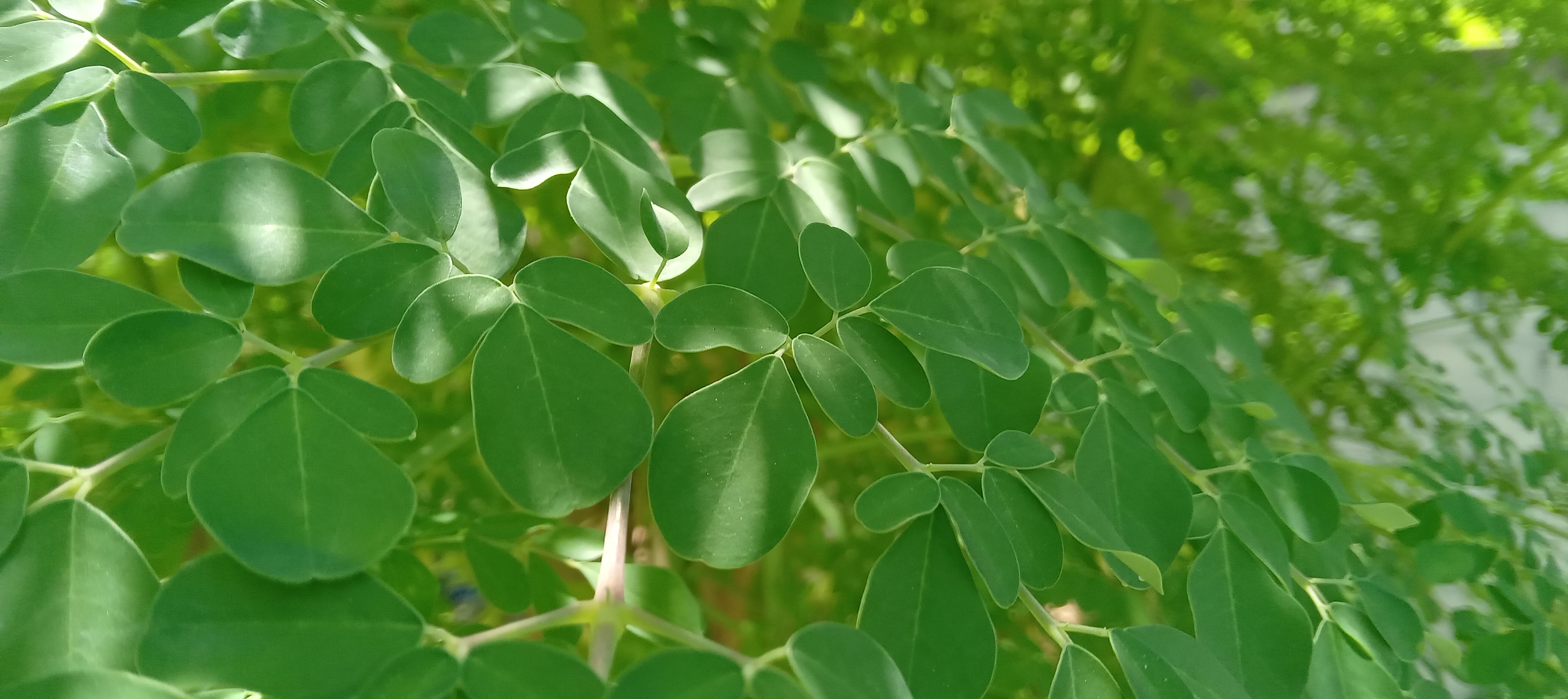 Moringa canopy and surrounding greenery