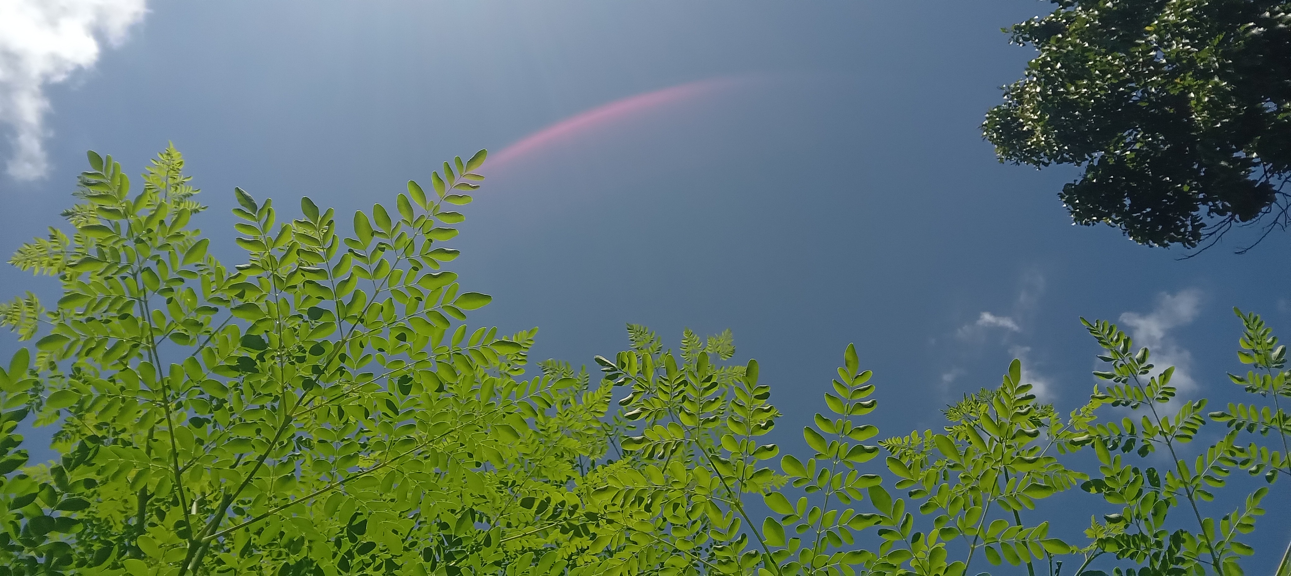 Moringa growth photographed in Guyana
