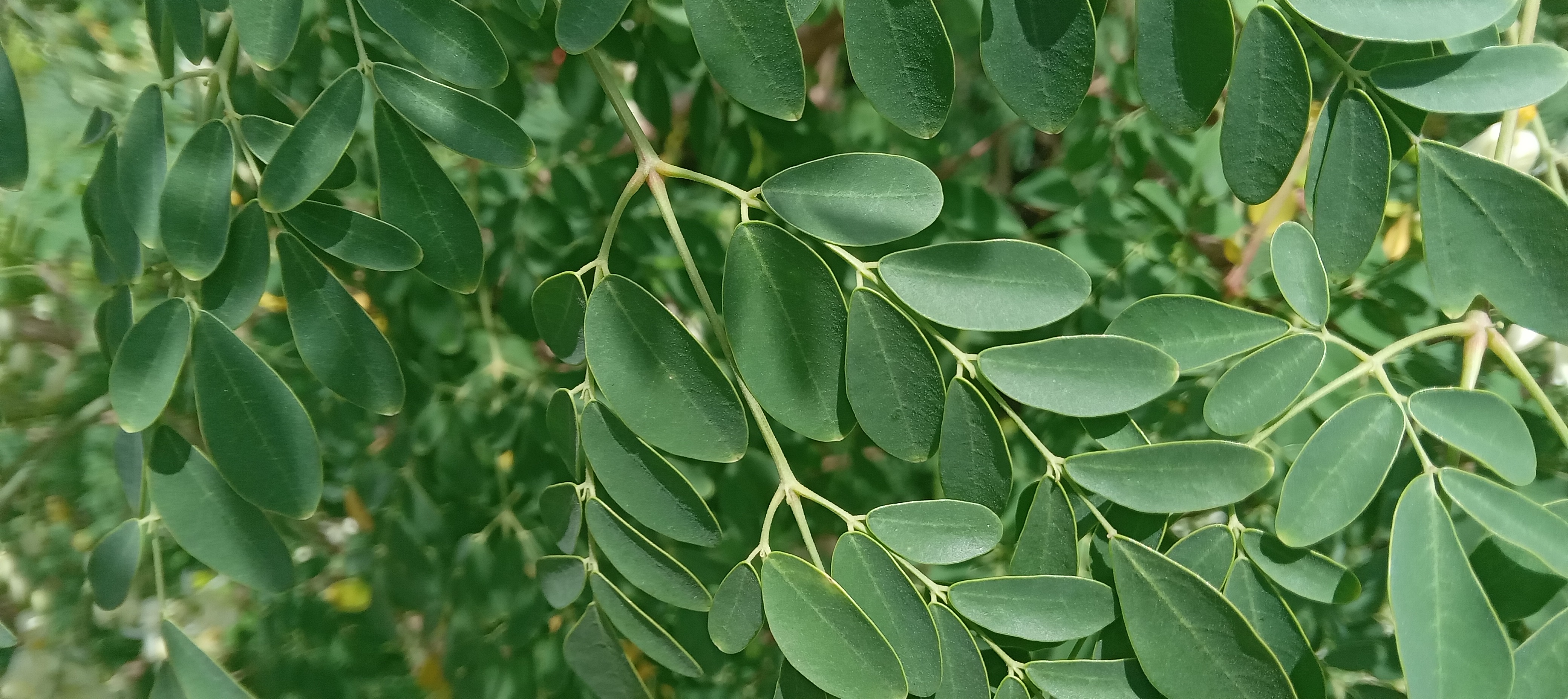 Close view of healthy moringa leaflets