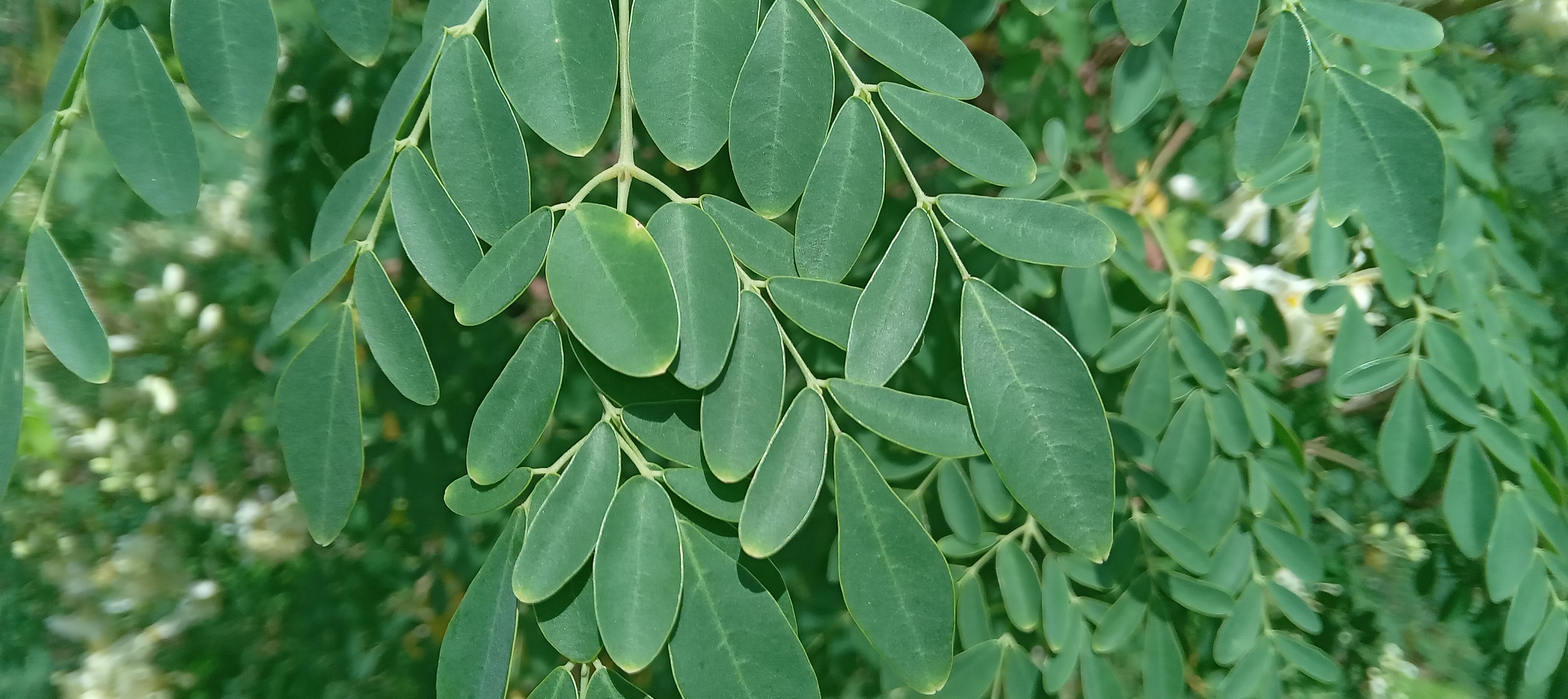 Young moringa leaves at a growing branch tip