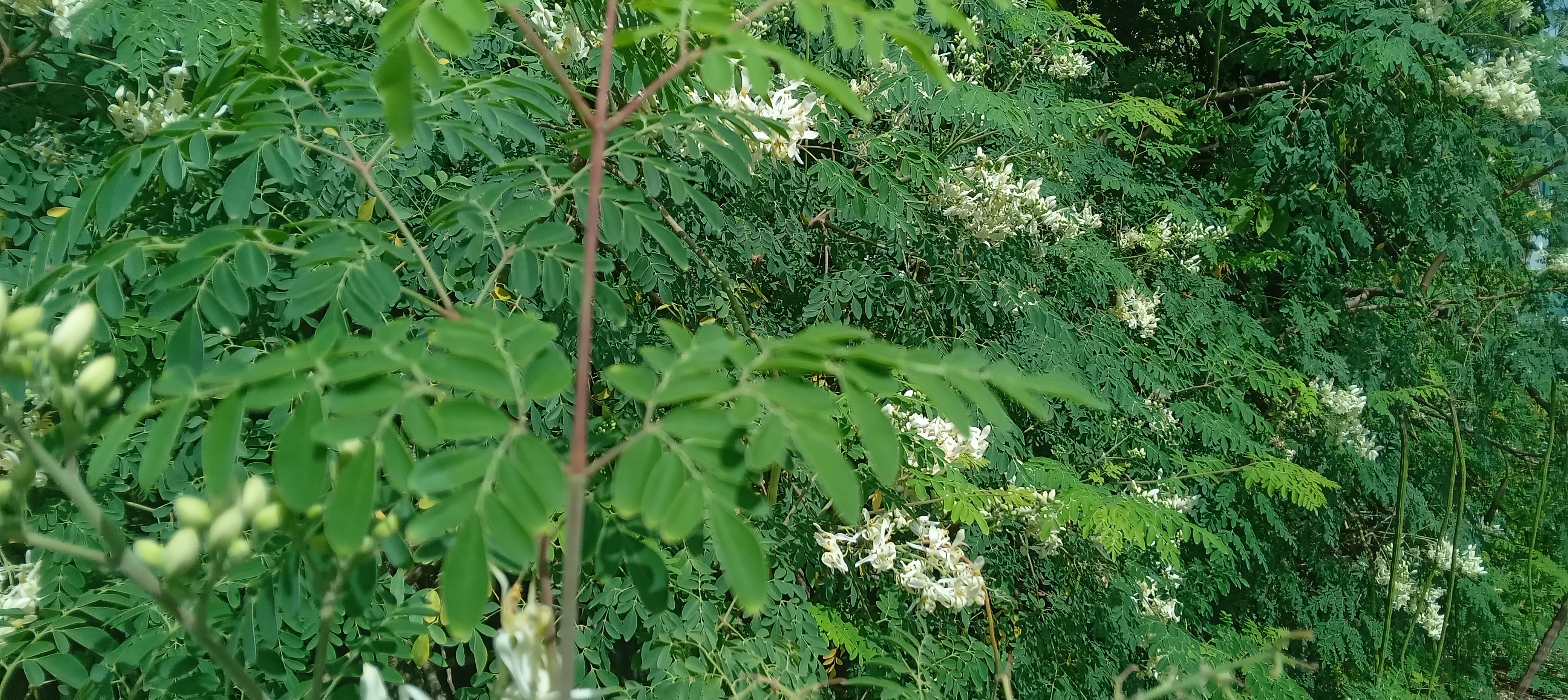 Dense green moringa foliage