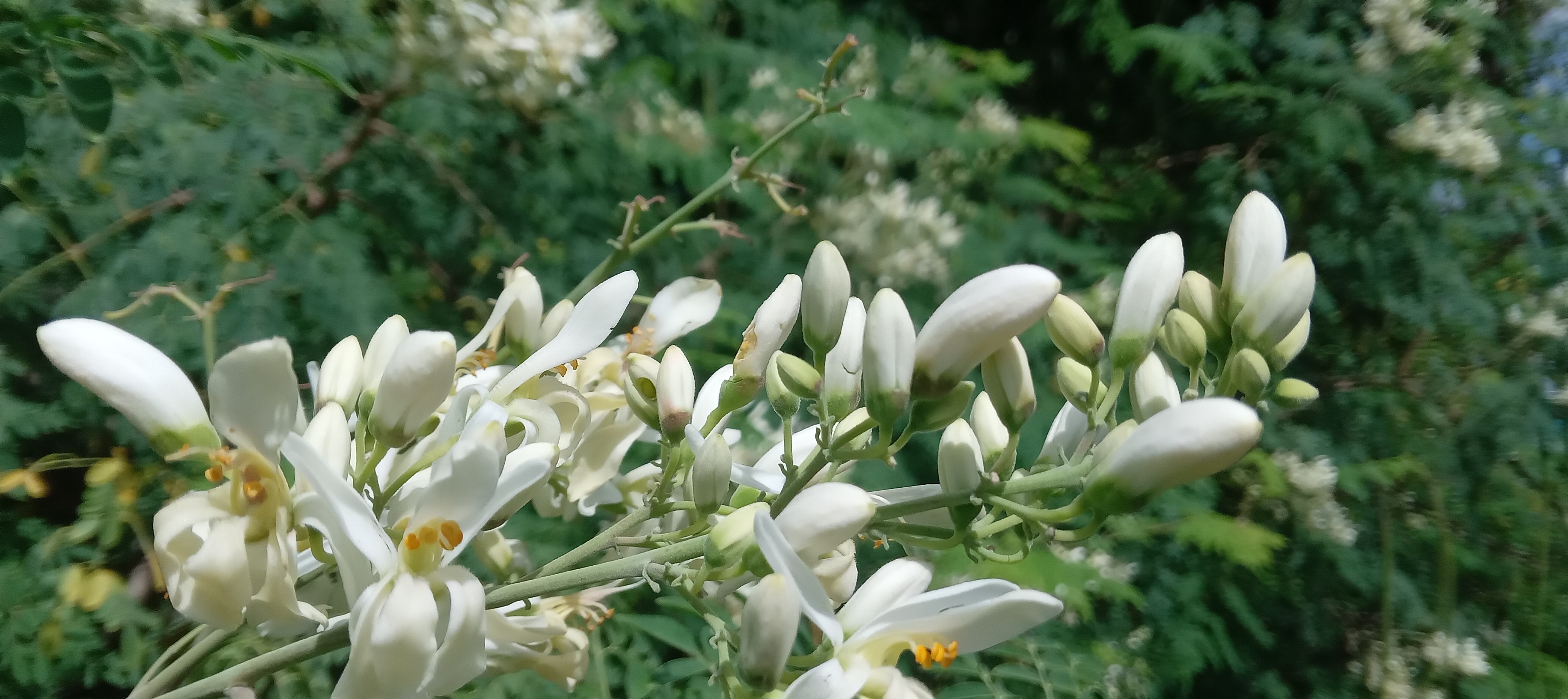 Cream-white moringa flower close-up
