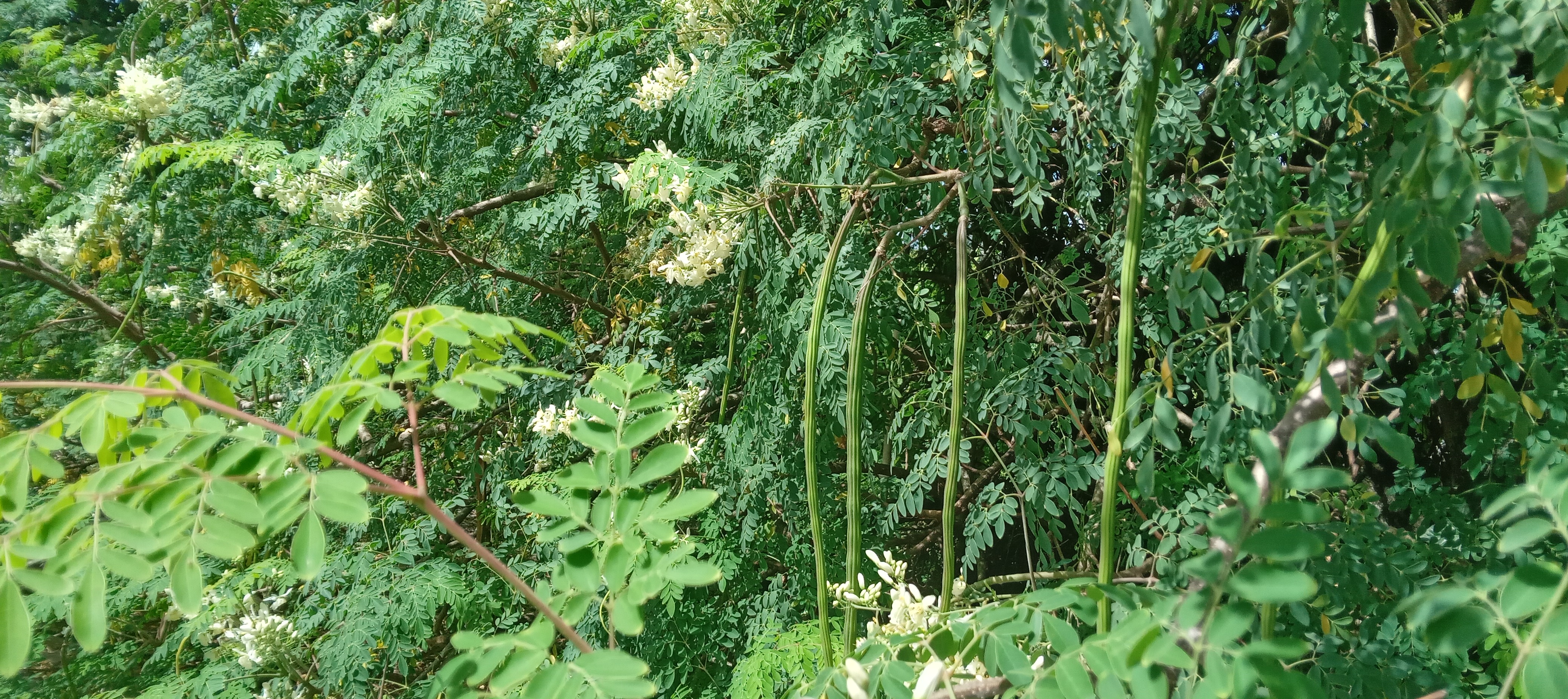 Green moringa pods hanging from a tree