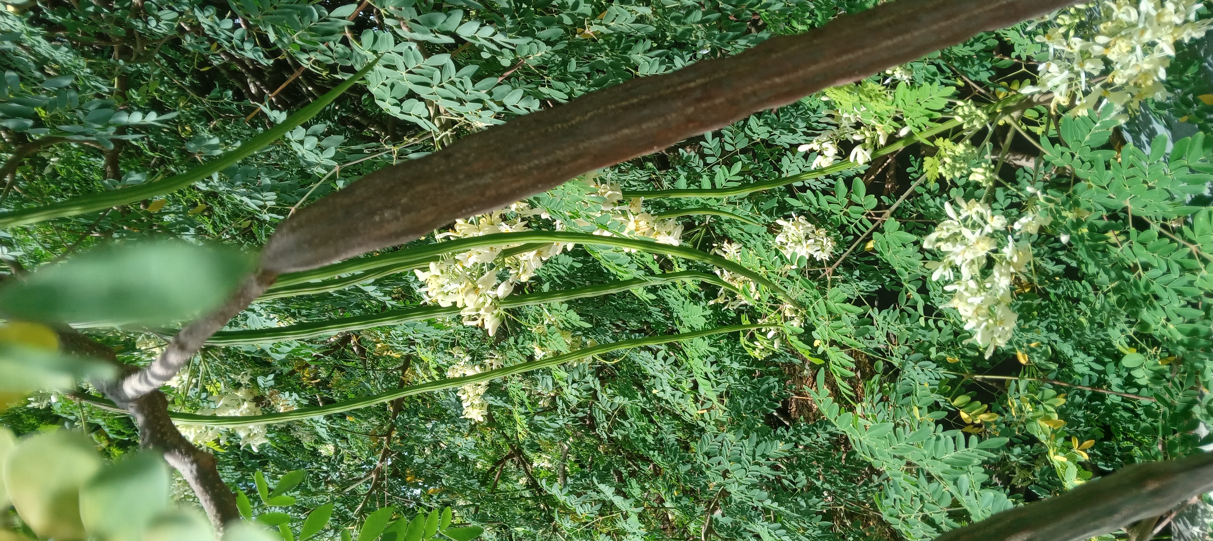 Mature brown and younger green moringa pods