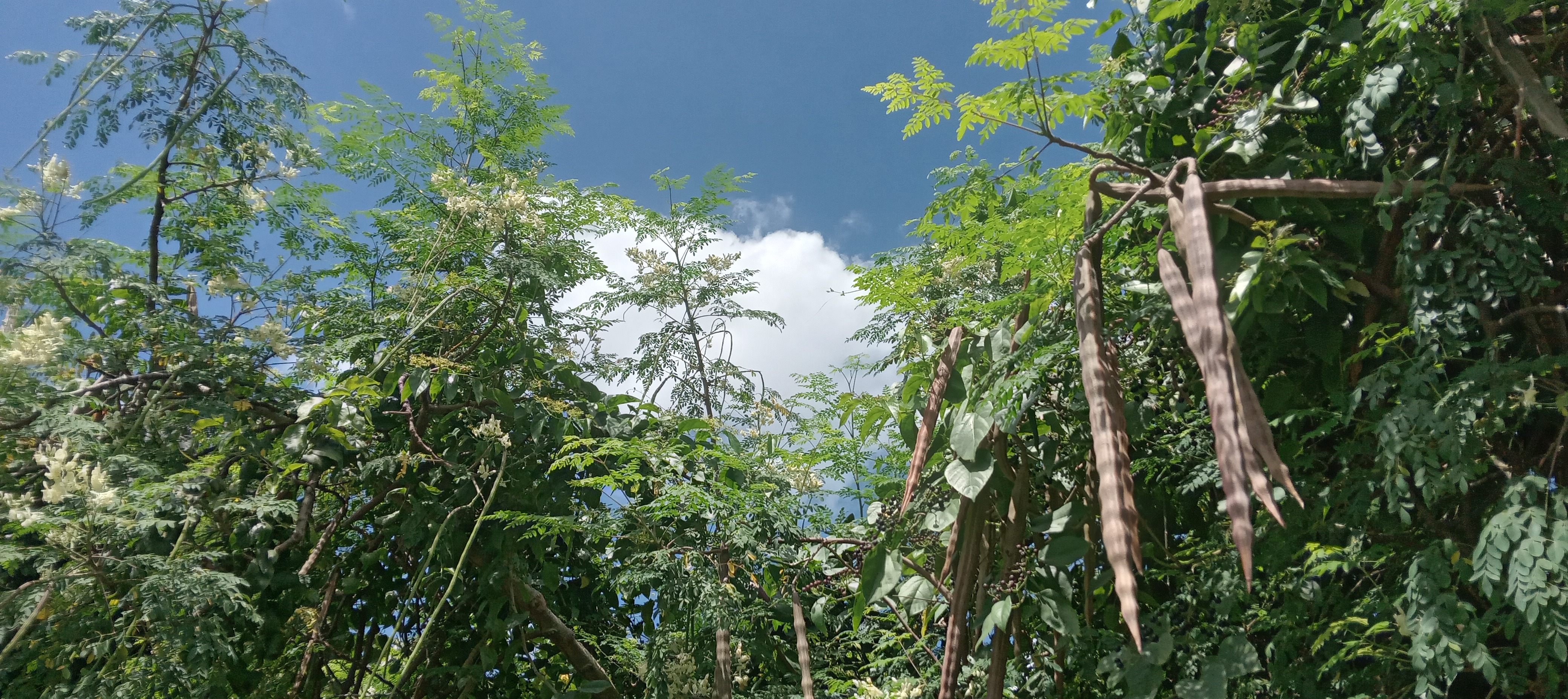 Dry moringa seed pods against the sky