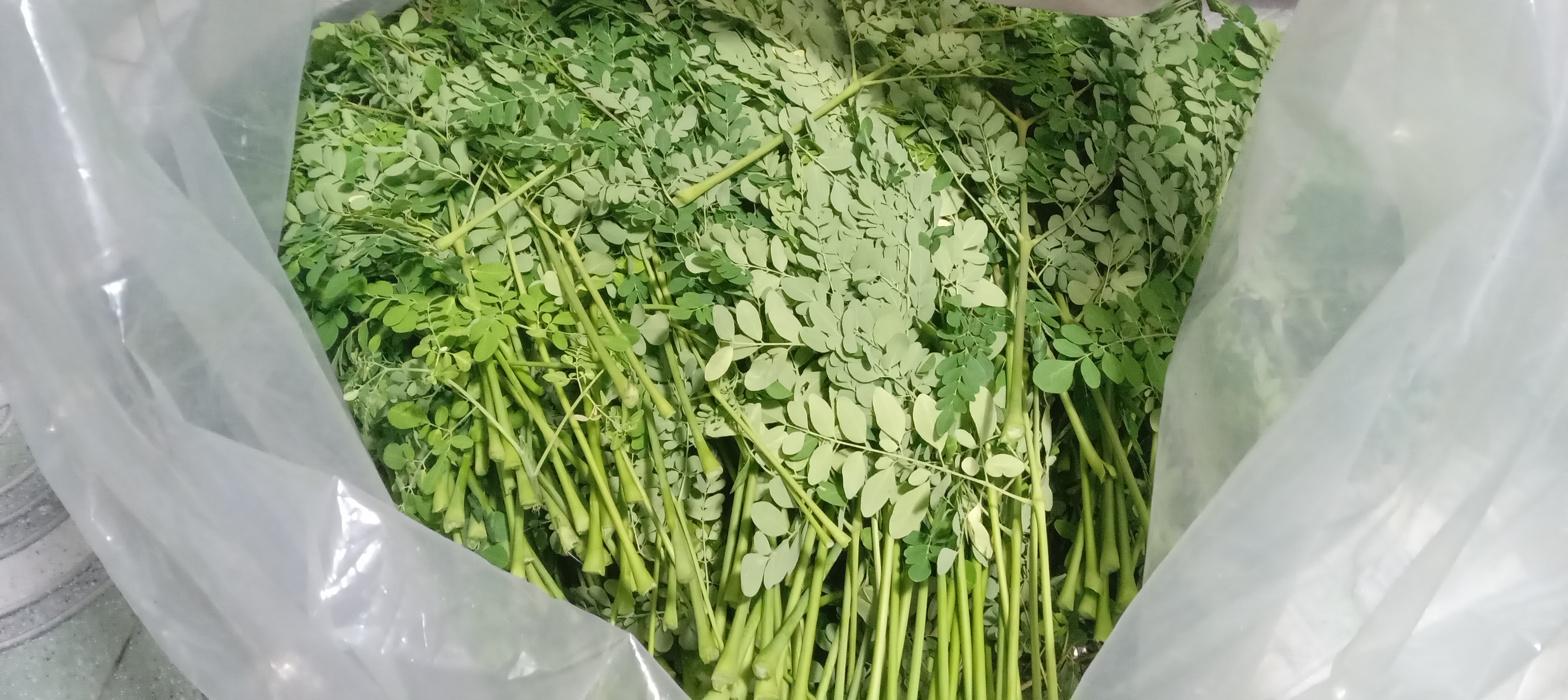 Freshly harvested moringa branches gathered after picking