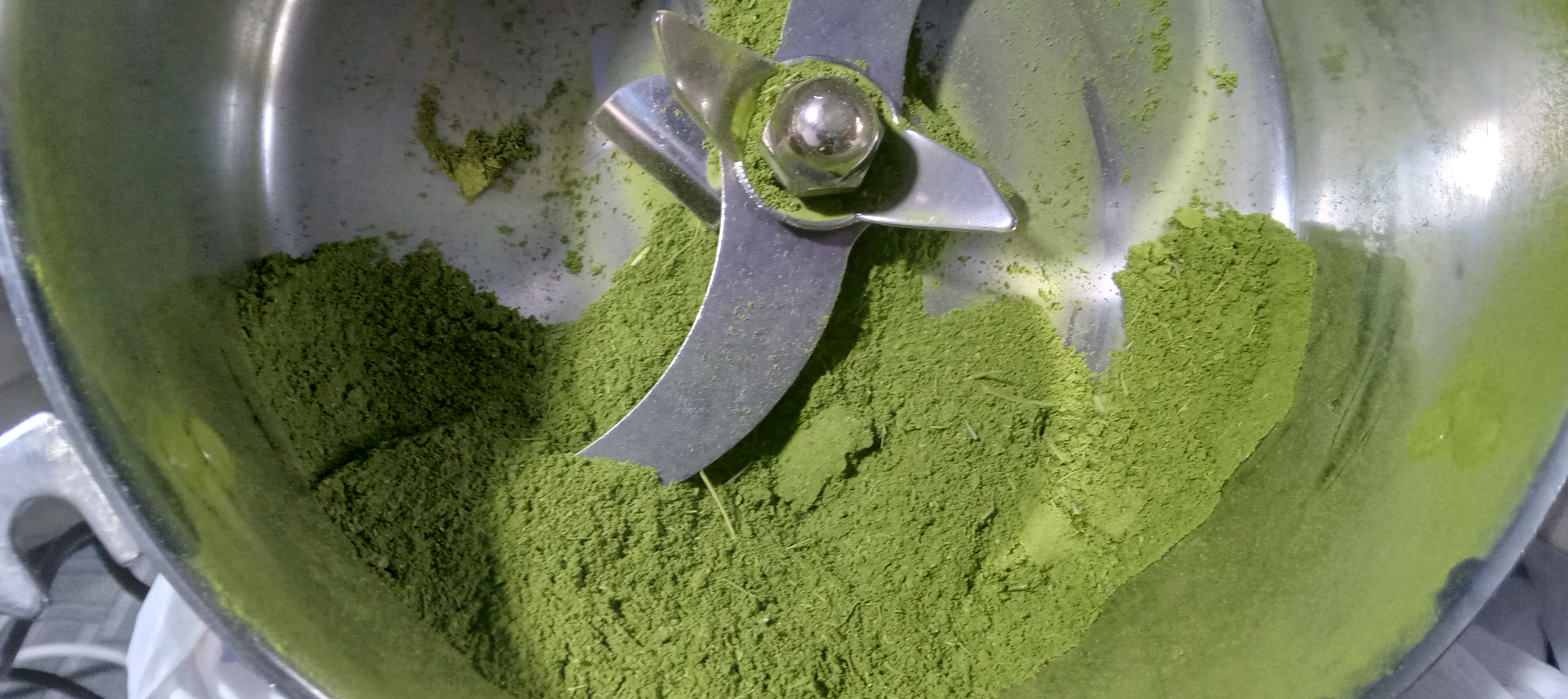 Freshly processed moringa after milling and before final sifting