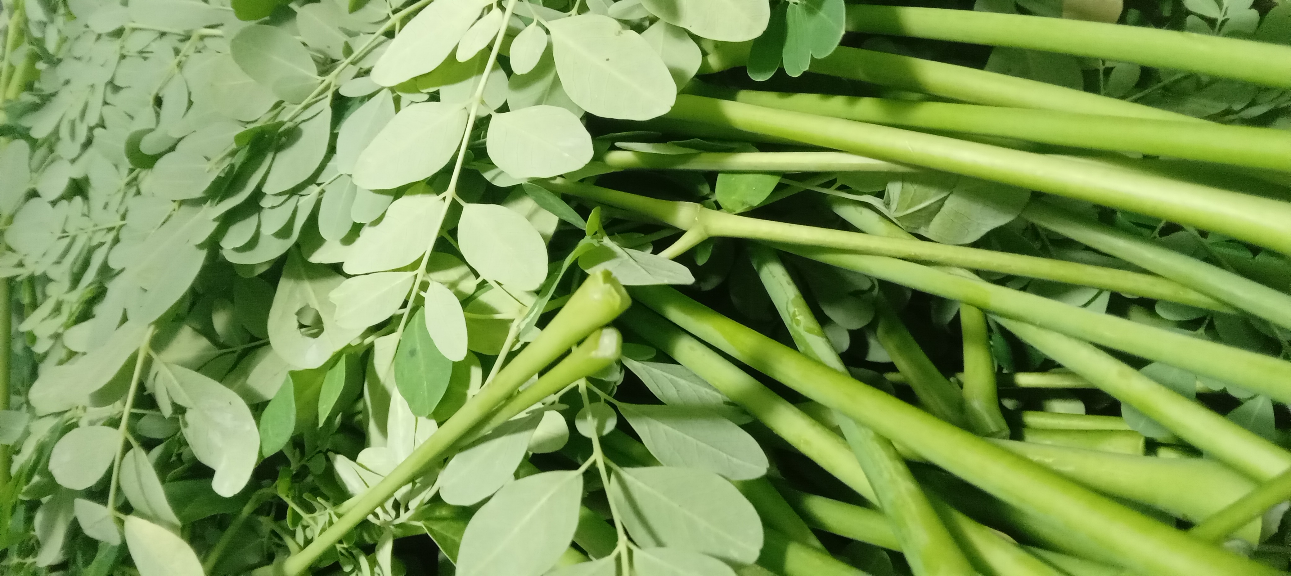Close view of freshly harvested moringa leaves and tender stems