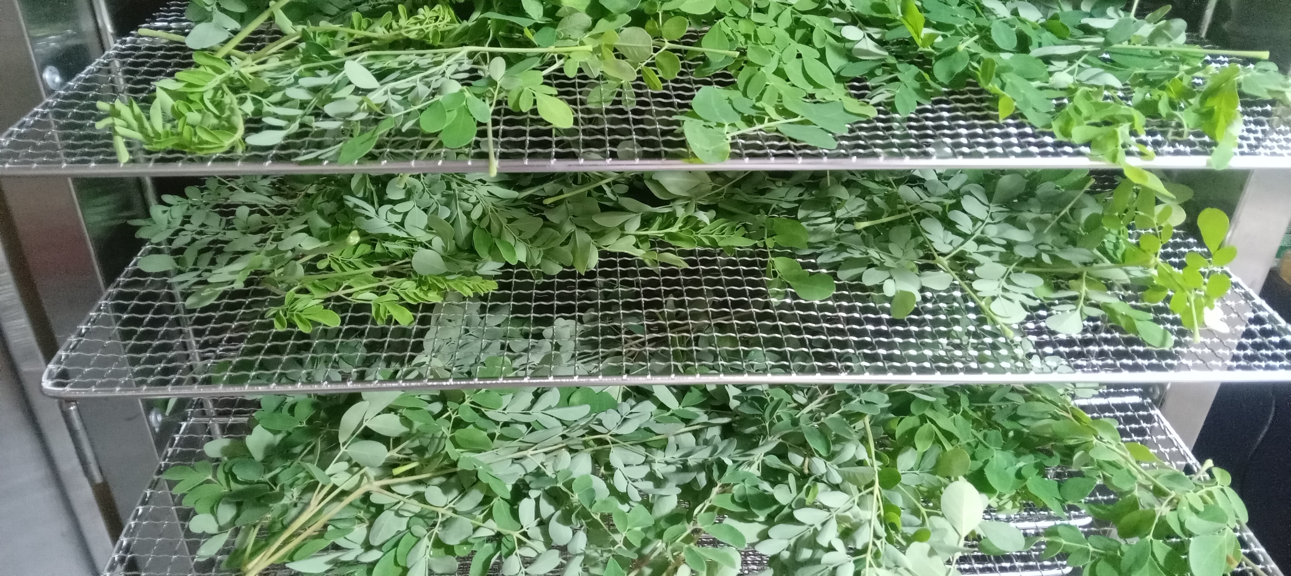 Fresh moringa arranged across stainless-steel dehydrator trays