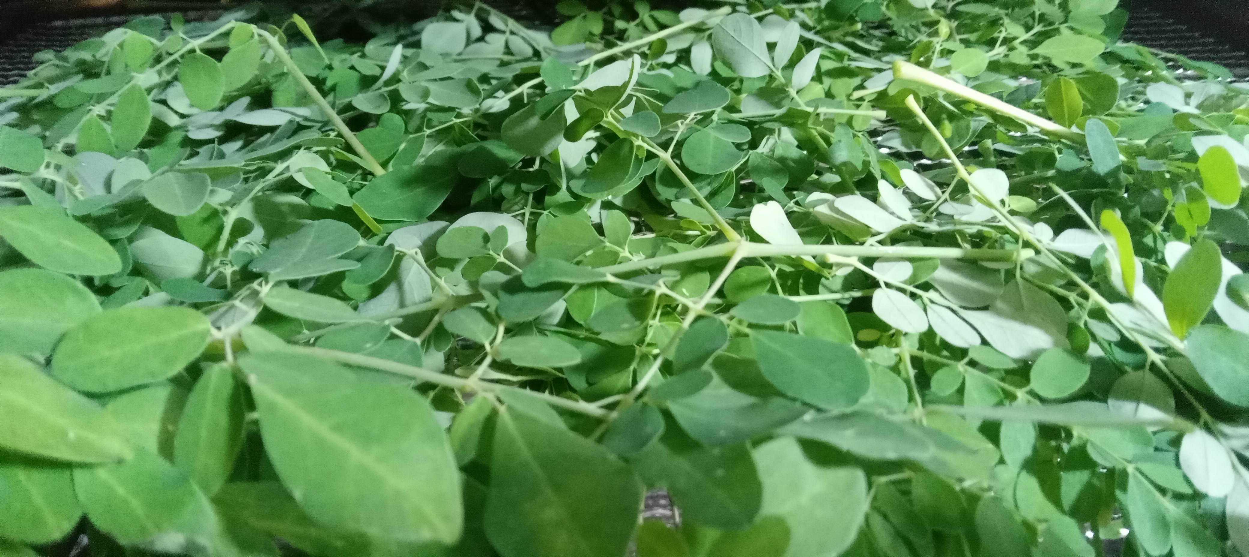 Fresh moringa leaves inside the dehydrator before drying