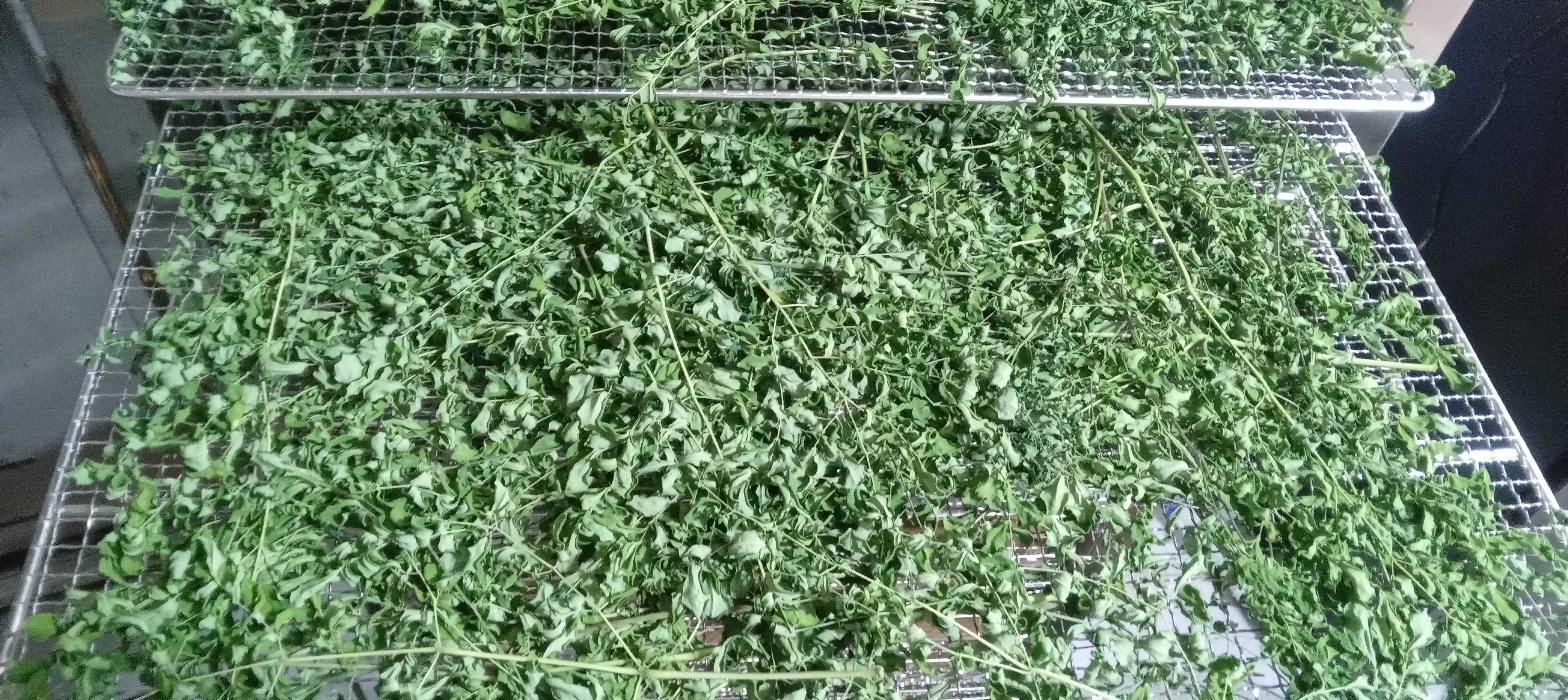 Moringa after gentle dehydration