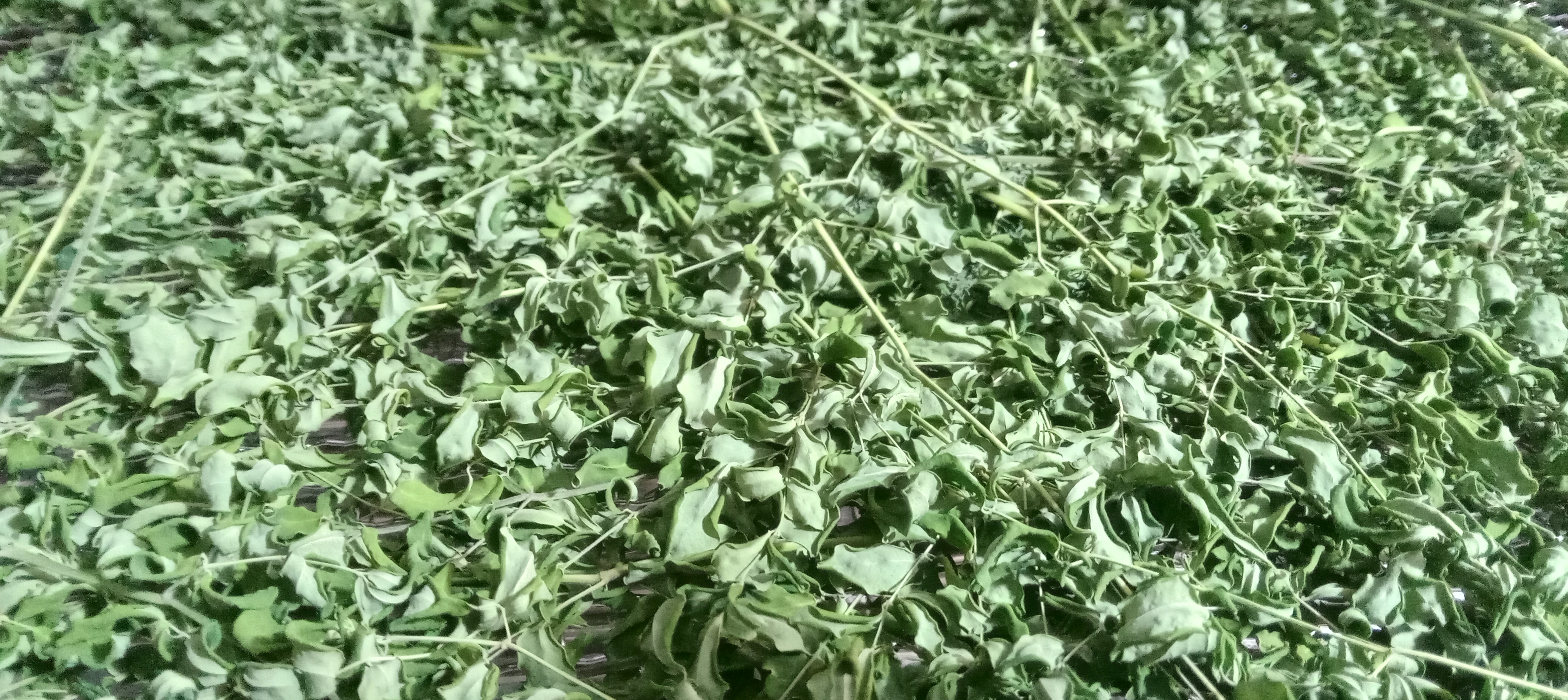 Close view of dried moringa leaves and tender material